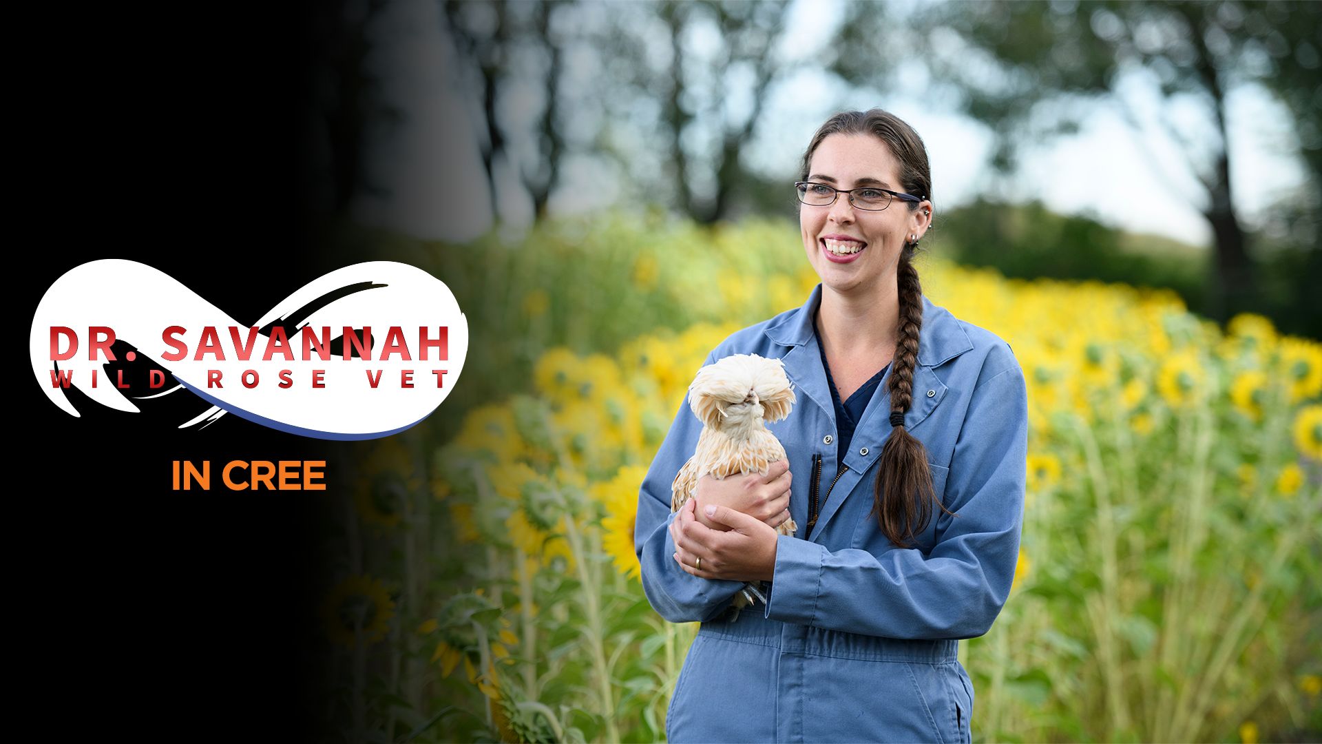 Dr. Savannah Wild Rose Vet